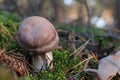 Cortinarius mushroom growing in forest, closeup. Space for text