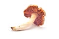 Cortinarius