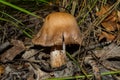 Cortinarius mushroom. Mushroom grows in a dark dense oak forest. Mushroom closeup.
