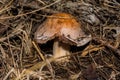 Cortinarius mushroom. Mushroom grows in a dark dense oak forest. Mushroom closeup.
