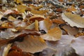 Cortinarius orellanus