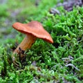 Cortinarius orellanus mushroom Royalty Free Stock Photo