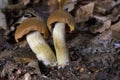 Cortinarius orellanus is a rare species of poisonous mushroom