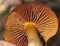 Cortinarius orellanus is a rare species of poisonous mushroom.