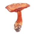 Cortinarius orellanus Royalty Free Stock Photo