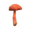 Cortinarius phoeniceus mushroom