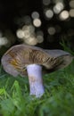 Cortinarius purpurascens, also known as the bruising webcap, is a basidiomycete mushroom of the genus Cortinarius. Royalty Free Stock Photo