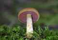 Cortinarius semisanguineus it is found growing in conifer plantations