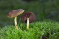 Cortinarius semisanguineus it is found growing in conifer plantations