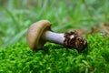 Cortinarius torvus Royalty Free Stock Photo