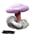 Cortinarius traganus or gassy webcap mushroom closeup digital art illustration. Boletus has lilac colored cap, rusty brown stem.