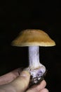 Cortinarius varius, also known as the contrary webcap, is a basidiomycete mushroom of the genus Cortinarius