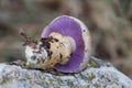 Cortinarius varius mushroom with a lilac or intense violet color in its blades