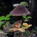 Cortinarius violaceus, commonly known as the violet webcap or violet cort,