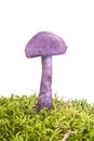 Cortinarius violaceus on a hummock