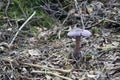 Cortinarius violaceus, purple mushroom