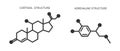 Cortisol and adrenaline icons. Hydrocortisone and epinephrine chemical molecular structure. Stress related hormones