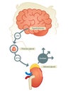 Cortisol diagram vector illustration Royalty Free Stock Photo