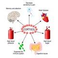 Cortisol hormone. Human endocrine system