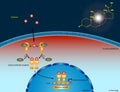 Cortisol signaling pathway