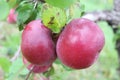 Cortland Apples Royalty Free Stock Photo