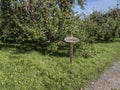 Cortland apples on a tree