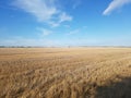 Fields in Corton, UK. Royalty Free Stock Photo