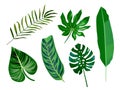 Cortoon flat color set of the leaves of tropical