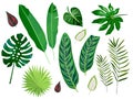 Cortoon flat color set of the leaves of tropical