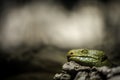 Corucia zebrata Solomon`s skink portrait Royalty Free Stock Photo