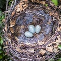 Corvid nest with eggs