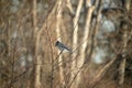 Corvid resting in Barren Branches Royalty Free Stock Photo
