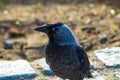 A corvus bird