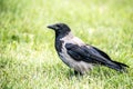 Corvus cornix, closeup