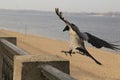 Corvus cornix in flight. Crow on the river embankment in the city.