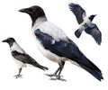 Corvus cornix, Hooded Crow Royalty Free Stock Photo