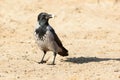 Corvus cornix, Hooded Crow. Royalty Free Stock Photo