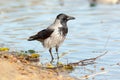 Corvus cornix, Hooded Crow. Royalty Free Stock Photo