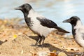 Corvus cornix, Hooded Crow. Royalty Free Stock Photo