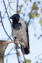 Corvus cornix, Hooded Crow. Royalty Free Stock Photo