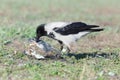 Corvus cornix, Hooded Crow. Royalty Free Stock Photo