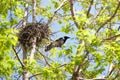 Corvus cornix, Hooded Crow. Royalty Free Stock Photo