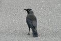 Corvus monedula, Jackdaw from England