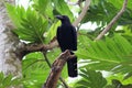 Crows Bird