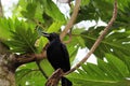 Crows Bird Looking Upwards