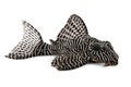 Cory catfish Corydoras duplicareus tropical aquarium fish Royalty Free Stock Photo