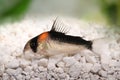 Cory catfish Corydoras duplicareus tropical aquarium fish Royalty Free Stock Photo