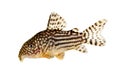 Cory Catfish Corydoras sterbai Sterba`s Cory aquarium fish