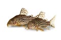 Cory Catfish Corydoras sterbai Sterba`s Cory aquarium fish Royalty Free Stock Photo