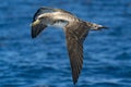 Cory`s shearwater bird flying over the ocean Royalty Free Stock Photo